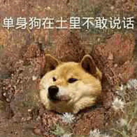 单身狗