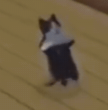 萌宠 猫咪 跳舞 呆萌 可爱