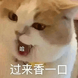萌宠 猫咪 过来香一口 呆萌 可爱