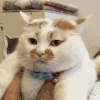 萌宠 猫咪 理理我 呆萌 可爱