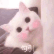 沙雕猫