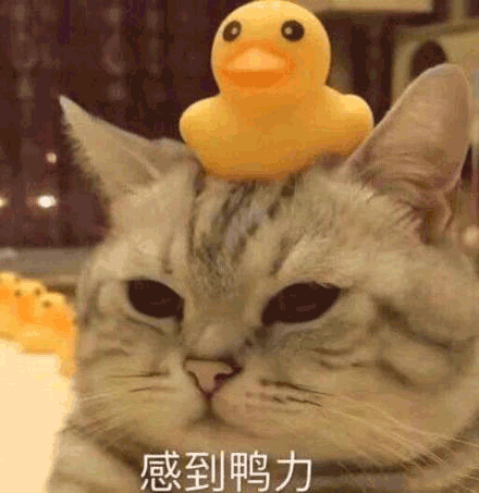 沙雕猫