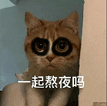 萌宠 猫咪 一起熬夜吗 呆萌 可爱