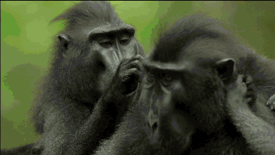 猴子表情包动图图片