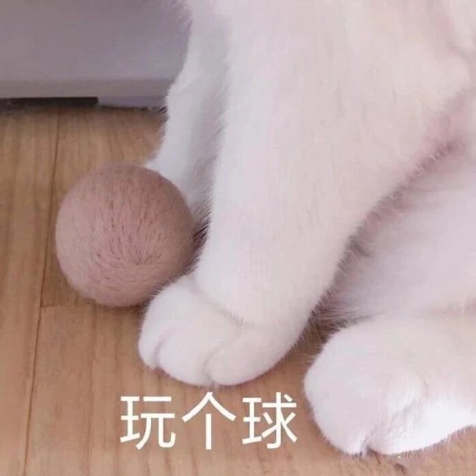 萌宠 猫星人 猫爪 玩个球 呆萌 可爱