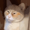 萌宠 猫咪 呆萌 可爱