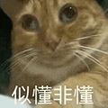 萌宠 猫咪 似懂非懂 呆萌 可爱