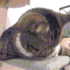 萌宠 猫咪 困 呆萌 可爱