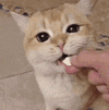 萌宠 猫咪 吃 呆萌 可爱