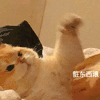萌宠 猫咪 脏东西滚 呆萌 可爱