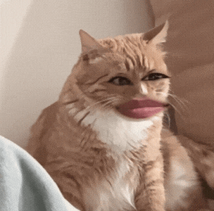 淑芬猫 猫咪 可爱 搞怪 抽象