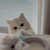 萌宠 猫咪 偷偷 呆萌 可爱