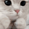 萌宠 猫咪 打你 呆萌 可爱