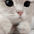 萌宠 猫咪 打你 呆萌 可爱
