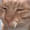萌宠 猫咪 ？ 呆萌 可爱