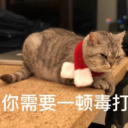 暴打猫表情包图片