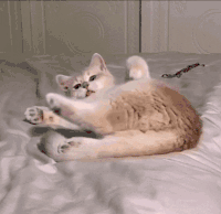 萌宠 猫咪 打滚 呆萌 可爱