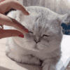 萌宠 猫咪 眼睛 呆萌 可爱