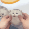 萌宠 猫咪 捏脸 呆萌 可爱
