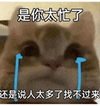 萌宠 猫咪 是你太忙了还是说人太多找不过来 呆萌 可爱