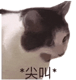 萌宠 猫咪 尖叫 呆萌 可爱