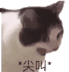 萌宠 猫咪 尖叫 呆萌 可爱