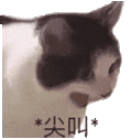 萌宠 猫咪 尖叫 呆萌 可爱