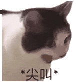 萌宠 猫咪 尖叫 呆萌 可爱