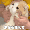 萌宠 猫咪 悲伤有辣么大 呆萌 可爱