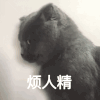 萌宠 猫咪 烦人精 呆萌 可爱