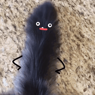 小猫摇尾巴表情包图片