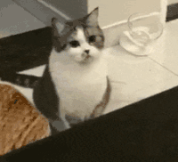 萌宠 猫咪 盯 呆萌 可爱