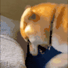 萌宠 狗狗 挖泥 呆萌 可爱