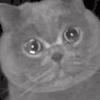 萌宠 猫咪 哭 呆萌 可爱