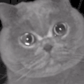 萌宠 猫咪 哭 呆萌 可爱