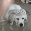 萌宠 狗狗 可怜 呆萌 可爱