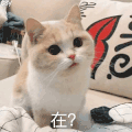 萌宠 猫咪 在 可爱 呆萌
