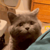 萌宠 猫咪 放大 呆萌 可爱