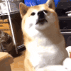 萌宠 狗狗 逗 呆萌 可爱