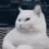 萌宠 猫咪 得瑟 呆萌 可爱