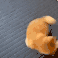 萌宠 狗狗 开心 呆萌 可爱