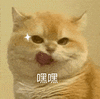 萌宠 猫咪 嘿嘿 呆萌 可爱