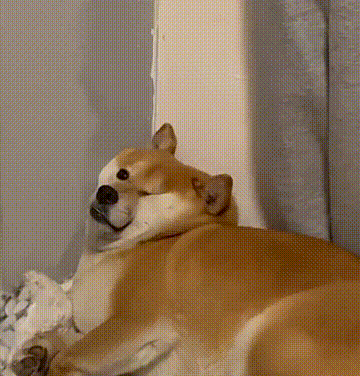 萌宠 狗狗 盯 呆萌 可爱