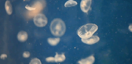 水母海底世界奇观美景奇特gif动图