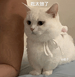 萌寵 貓咪 呆萌 可愛