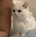 萌宠 猫咪 呆萌 可爱