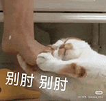 萌寵 貓咪 呆萌 可愛