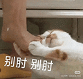 萌宠 猫咪 呆萌 可爱
