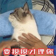 永动猫表情包gif图片