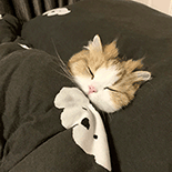 萌宠 猫咪 睡觉 呆萌 可爱